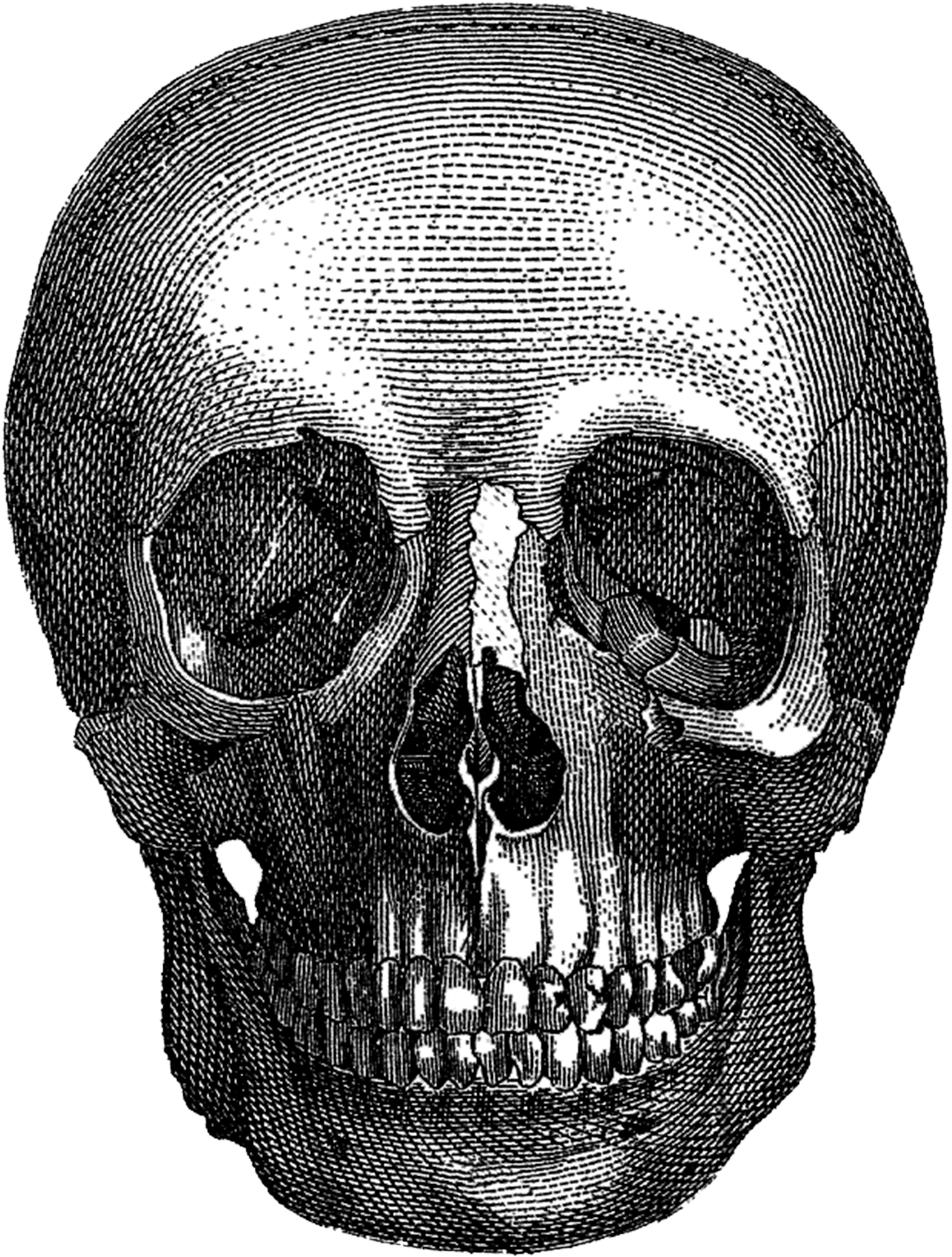 Vintage Halloween Skull - Skull (1359x1800), Png Download