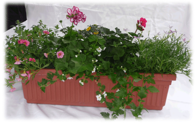 3 - 5" - Hawaiian Hibiscus (825x500), Png Download