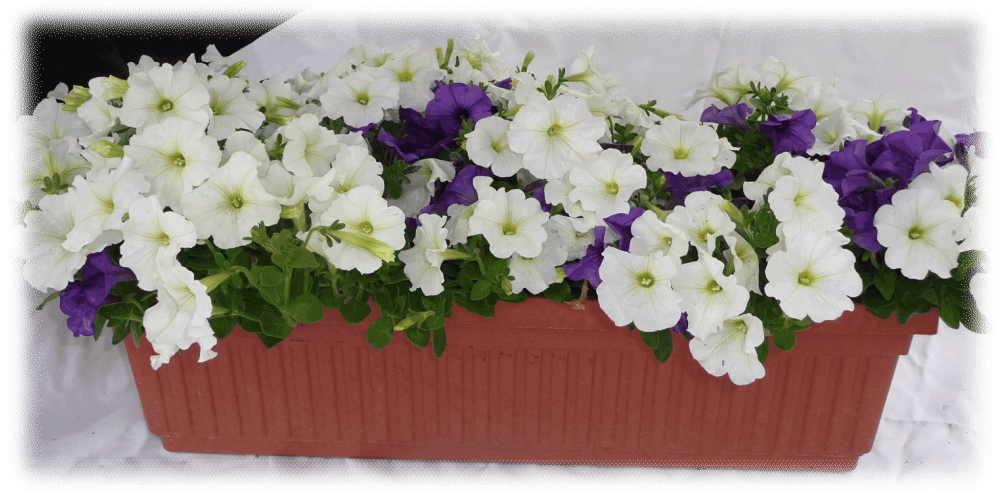 3 - 5" - Petunia (1064x500), Png Download