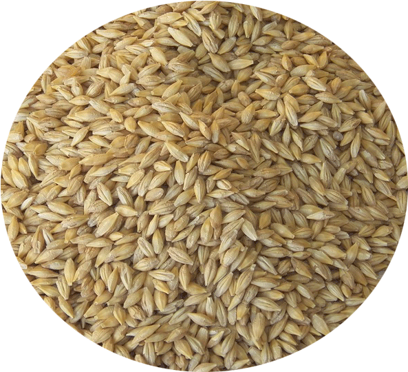 Barley Seeds For Weight Loss (960x640), Png Download