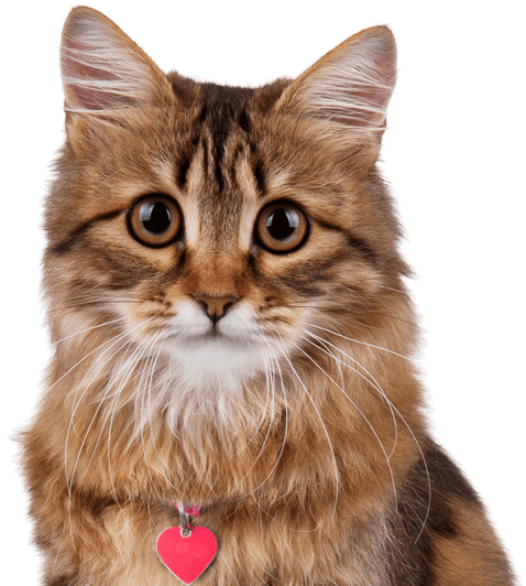 Siberian Kittens Cats Search - Cat Sitting (560x550), Png Download