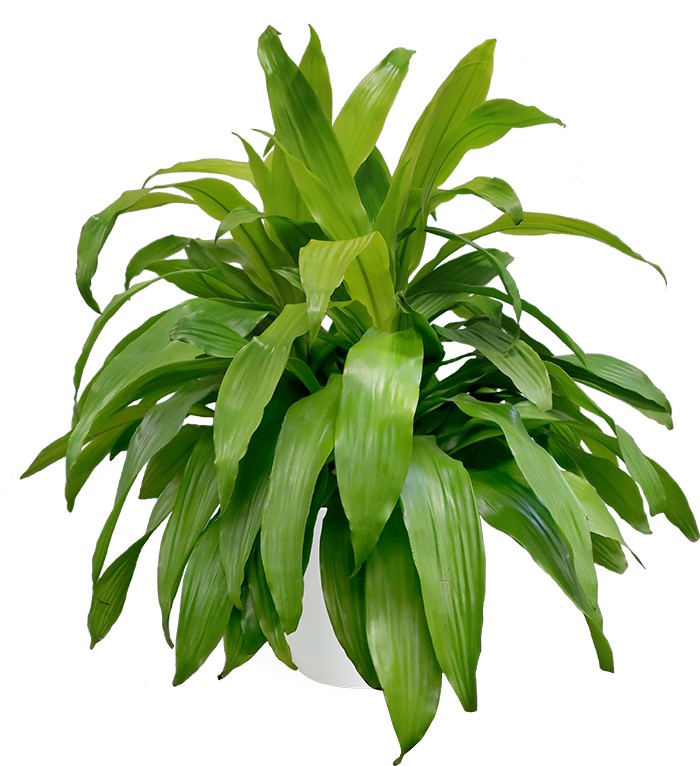 Dracaena Limelight Large - Houseplant (700x766), Png Download