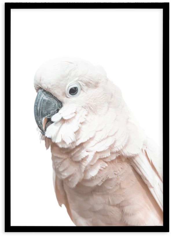 Cockatoo On White - Cockatoo (800x997), Png Download