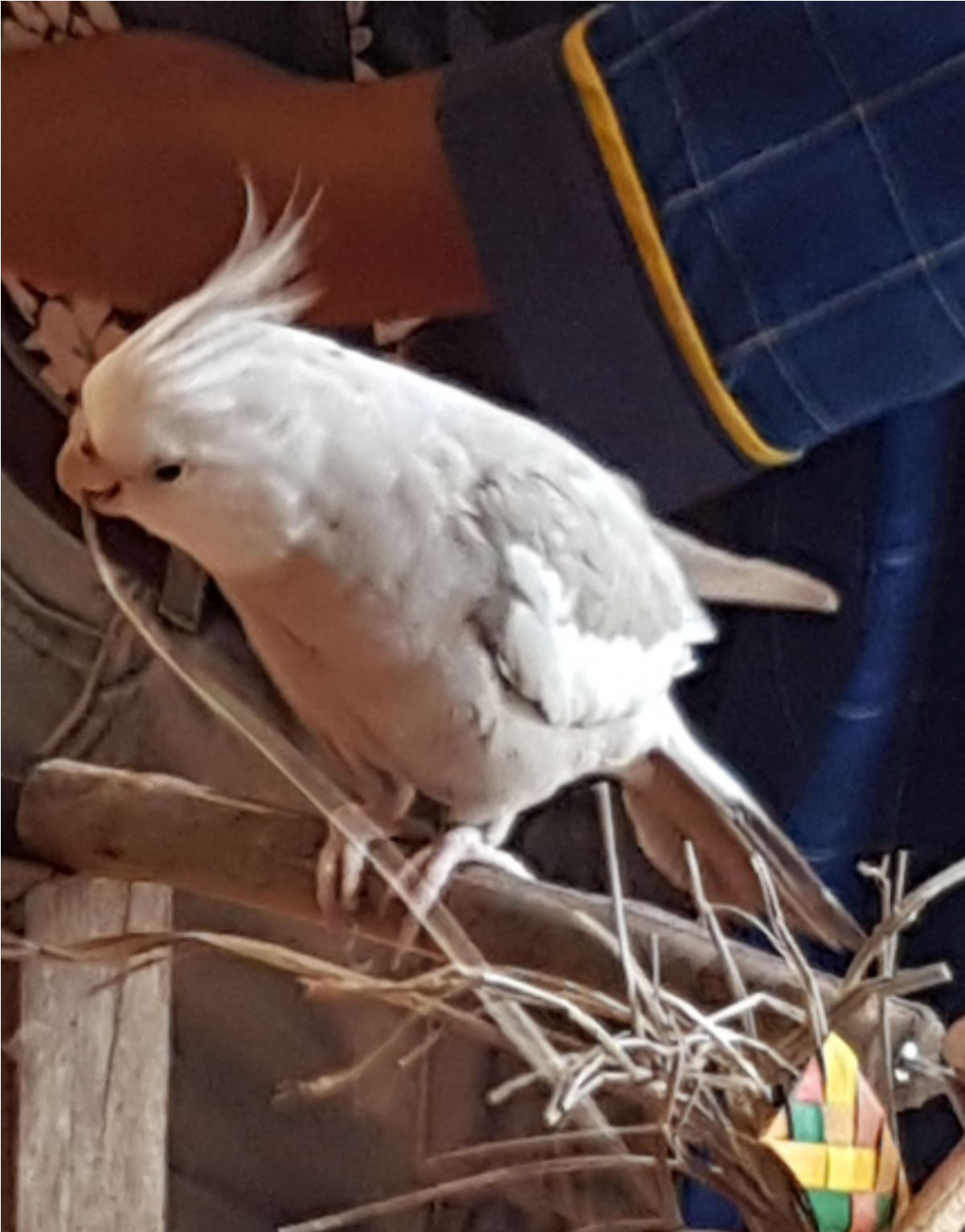 Sightings - Sulphur-crested Cockatoo (1532x1532), Png Download