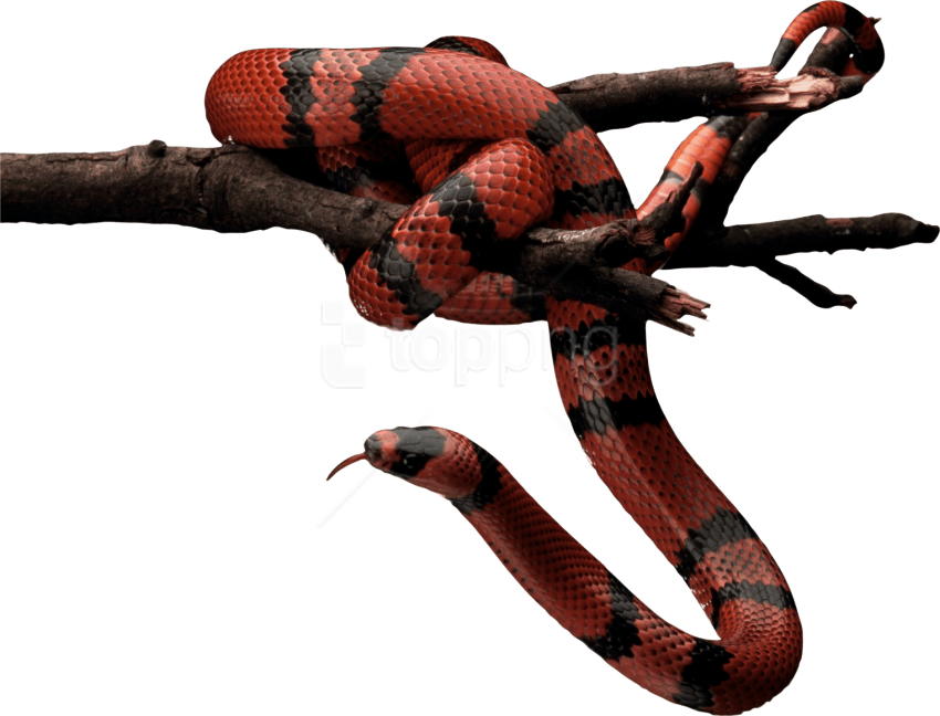 Snake In Tree Png - Red Snake Png (850x648), Png Download
