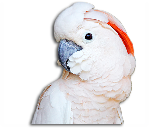 Cockatoo, - Cockatoo (760x498), Png Download