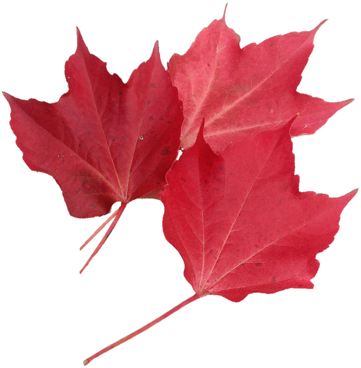 Isolated, Red Maple Leaf, Nature, Autumn, October - Foglia Acero Rosso Png (707x720), Png Download