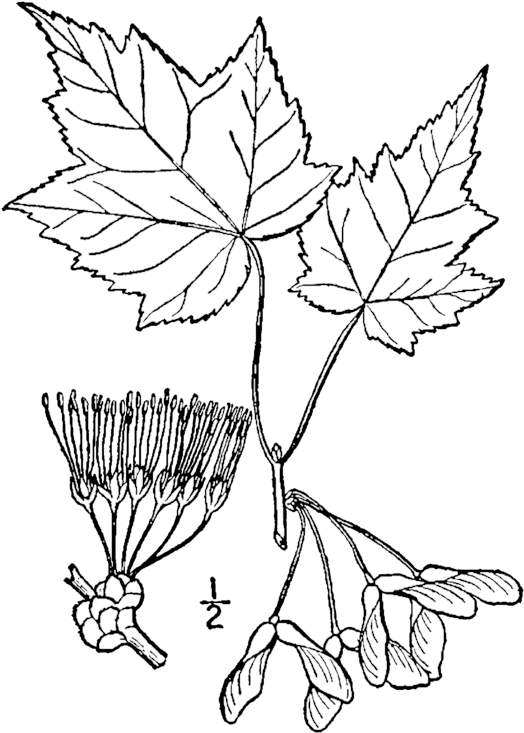 Acer Rubrum Drawing - Maple Tree Leaf Illustration (559x768), Png Download