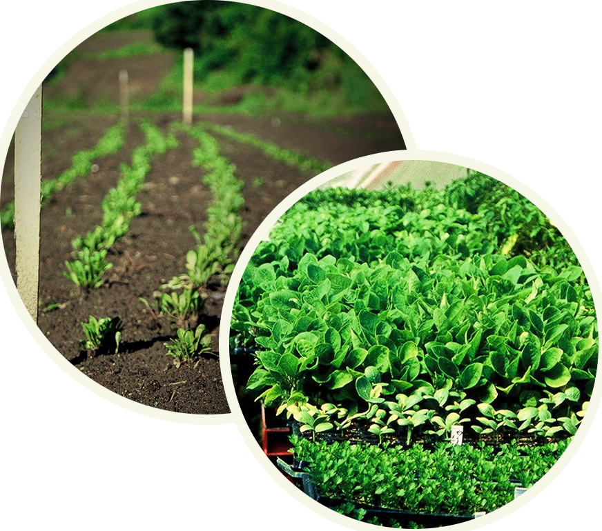 Bear Pond Farm Pesto Sauces Are Made With Non Gmo And - Mulch (872x770), Png Download