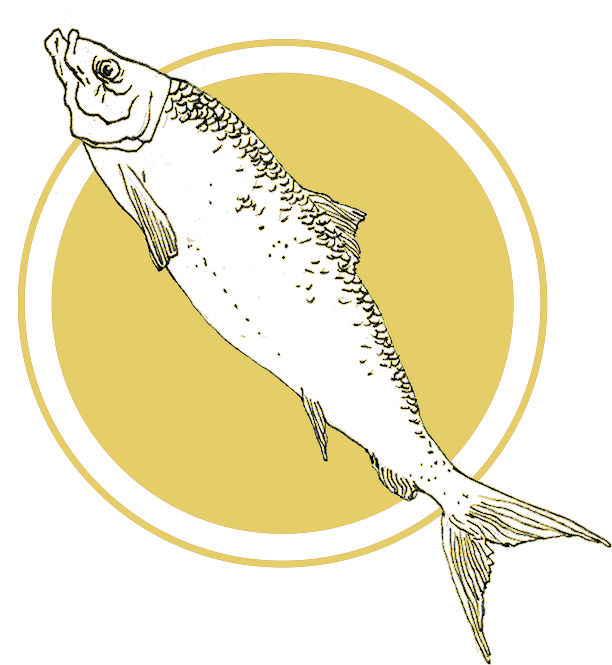 Herring - Floating Points Faruxz Marilyn (700x664), Png Download