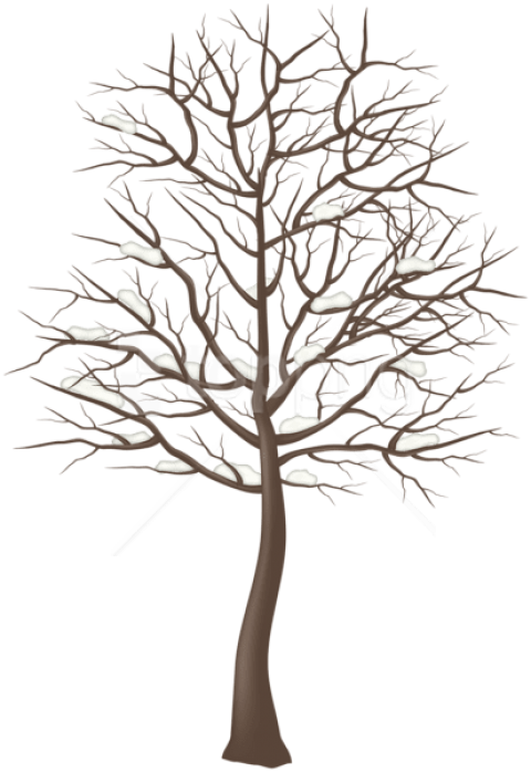 Free Png Winter Snowy Tree Png - Transparent Tree Png Clipart (480x698), Png Download