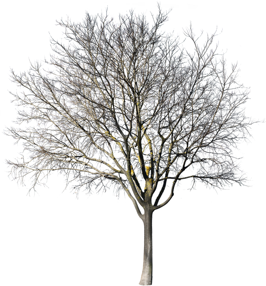 Celtis Australis Winter - Oak (904x1024), Png Download