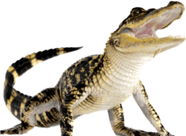 Crocodile Png (640x480), Png Download