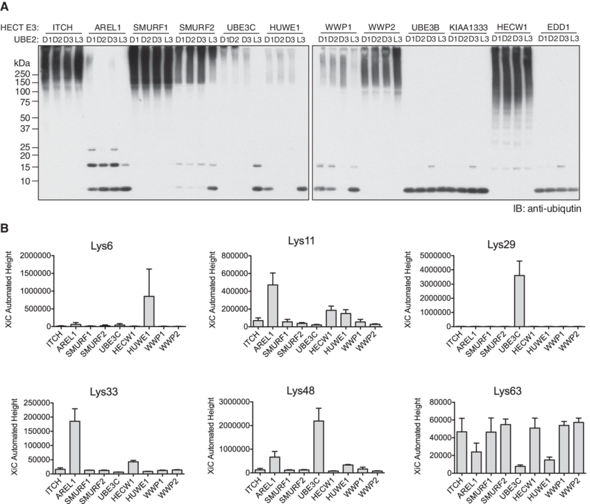 Screening Of Hect E3 Ligases To Identify Enzymes That - Line Art (850x726), Png Download