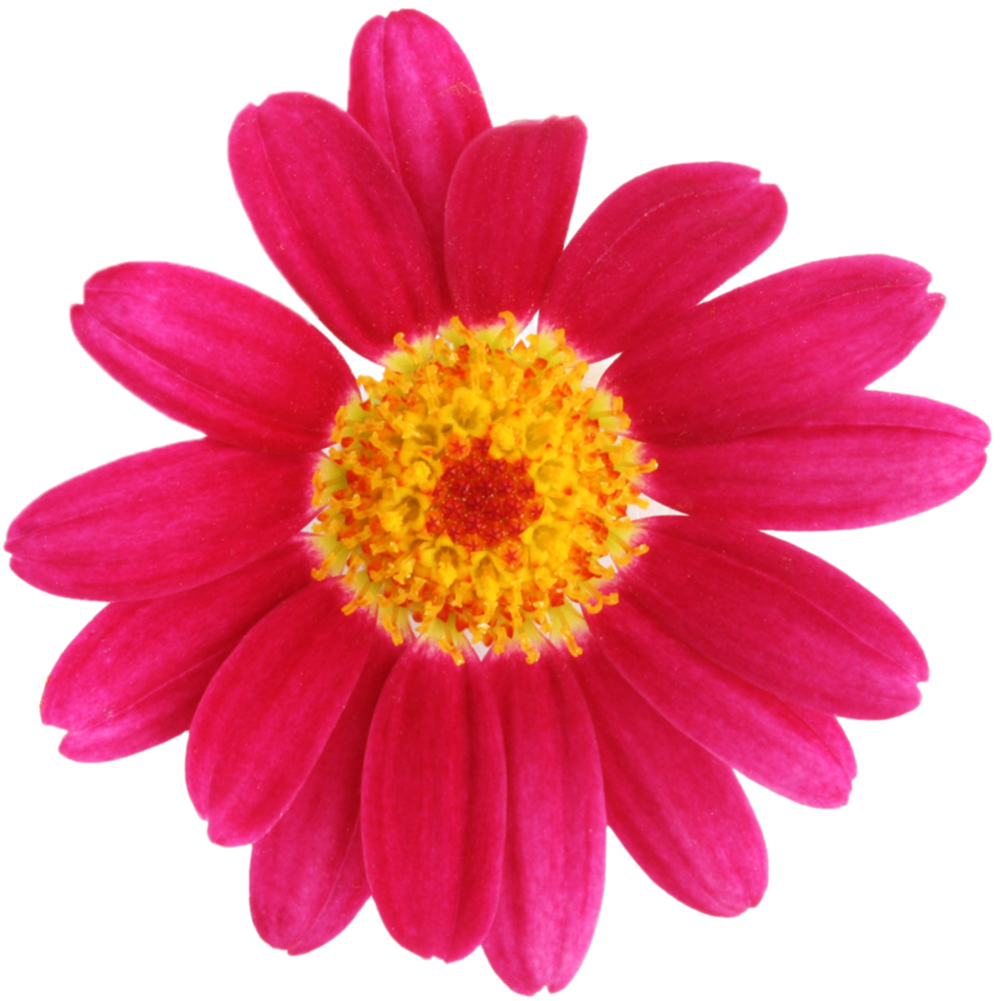 Flowerpink - Decorar Un Jardín Sin Pasto (1000x1001), Png Download