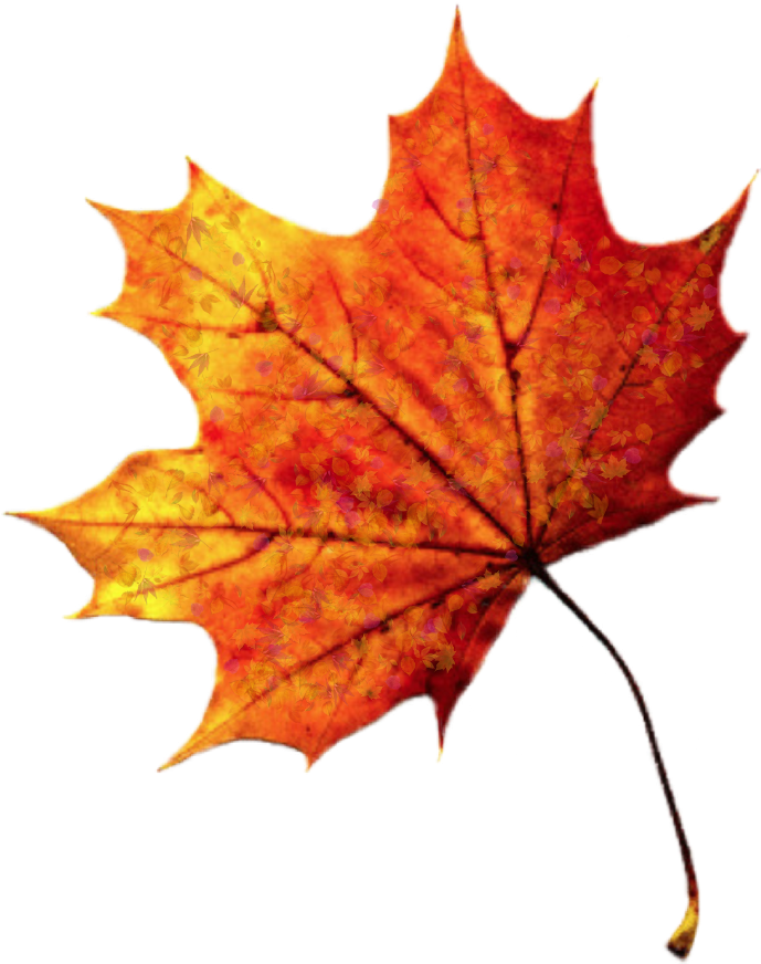 Leave Leaf Leaves Fall Autumn Autumnleaves - Fall Autumn Leaves (1024x1024), Png Download