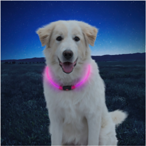 Glow Dog Collar - Nite Ize Inc. (800x670), Png Download