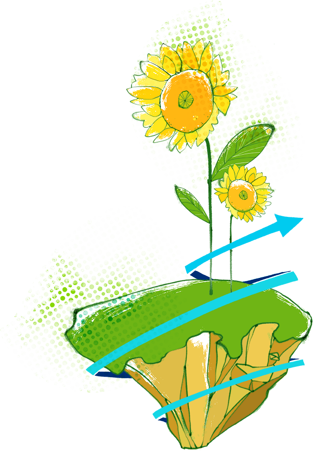 Banner Free Stock Watercolour Flowers Common Painting - Common Sunflower (644x917), Png Download