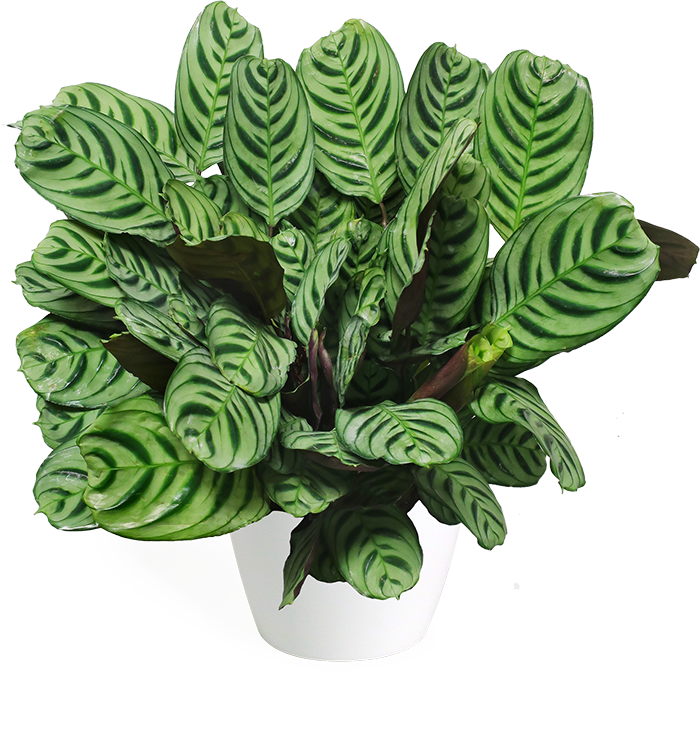 Calathea Burle Marx Small - Garden (700x741), Png Download