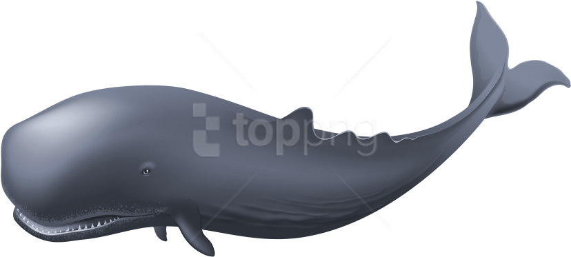 Download Whale Clipart Png Photo - Whale Png (850x438), Png Download