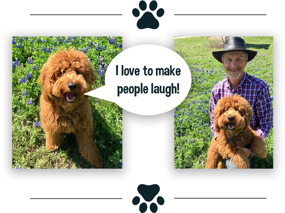 "i'm The Manager Of Joy At Hometown Promotions - Standard Poodle (1011x744), Png Download