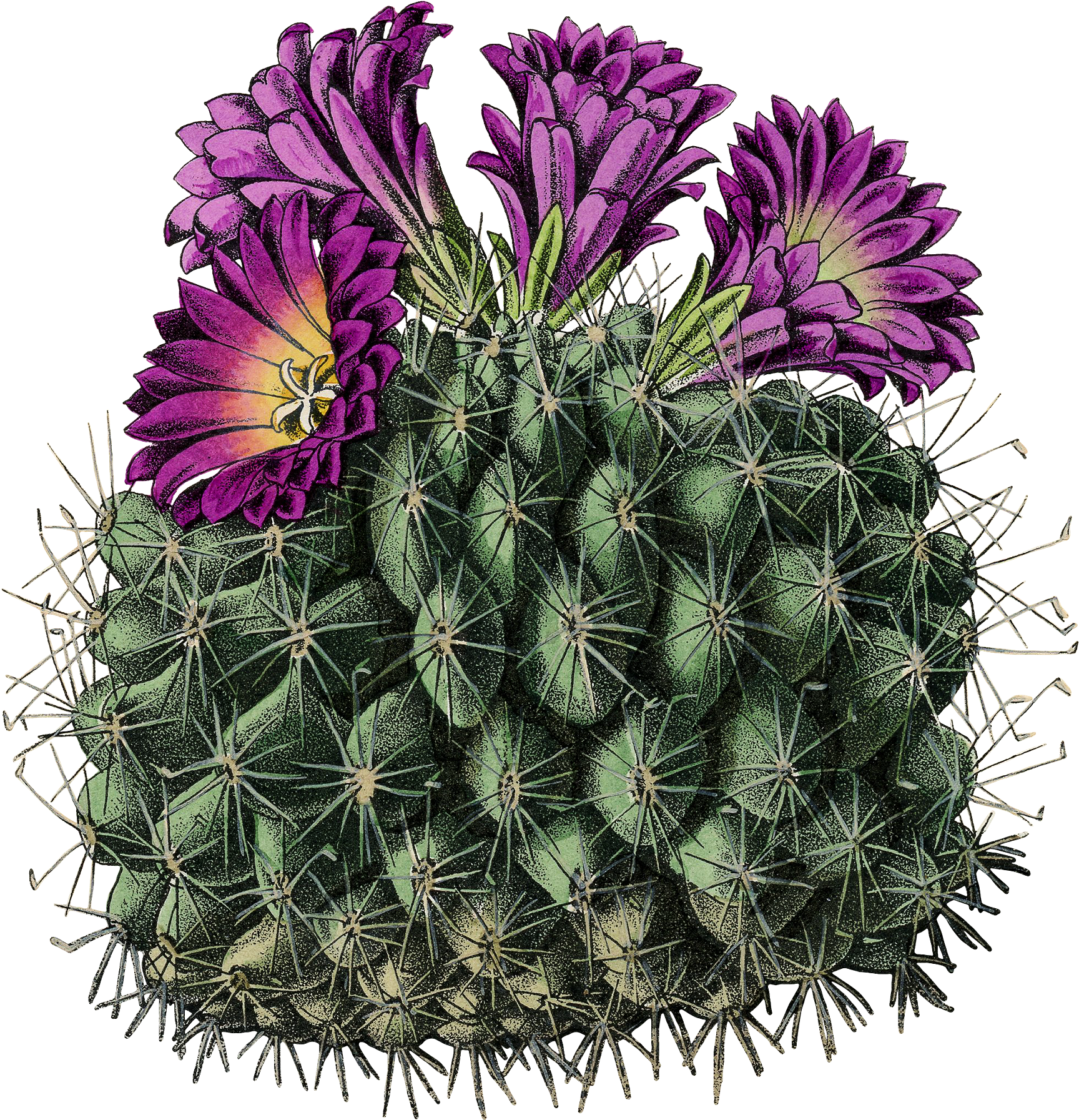 Watercolor Succulent Cactus - Cactus (1733x1800), Png Download