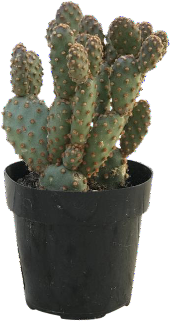 Mini Cinnamon Cactus - Hedgehog Cactus (865x865), Png Download