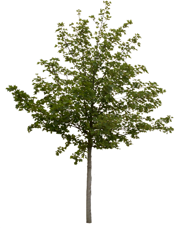 Photoshop Tree Cut Out Free (594x800), Png Download