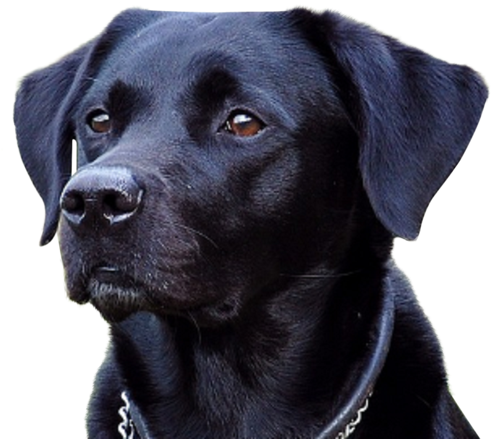 Hoodie Black Lab - Lab A Good Guard Dog (1000x924), Png Download