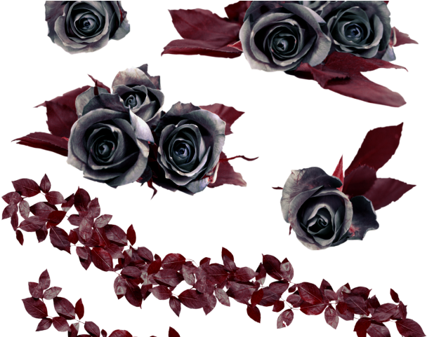 Gothic Clipart Rose Vine - Скачать Цветок Черный Розы (640x480), Png Download