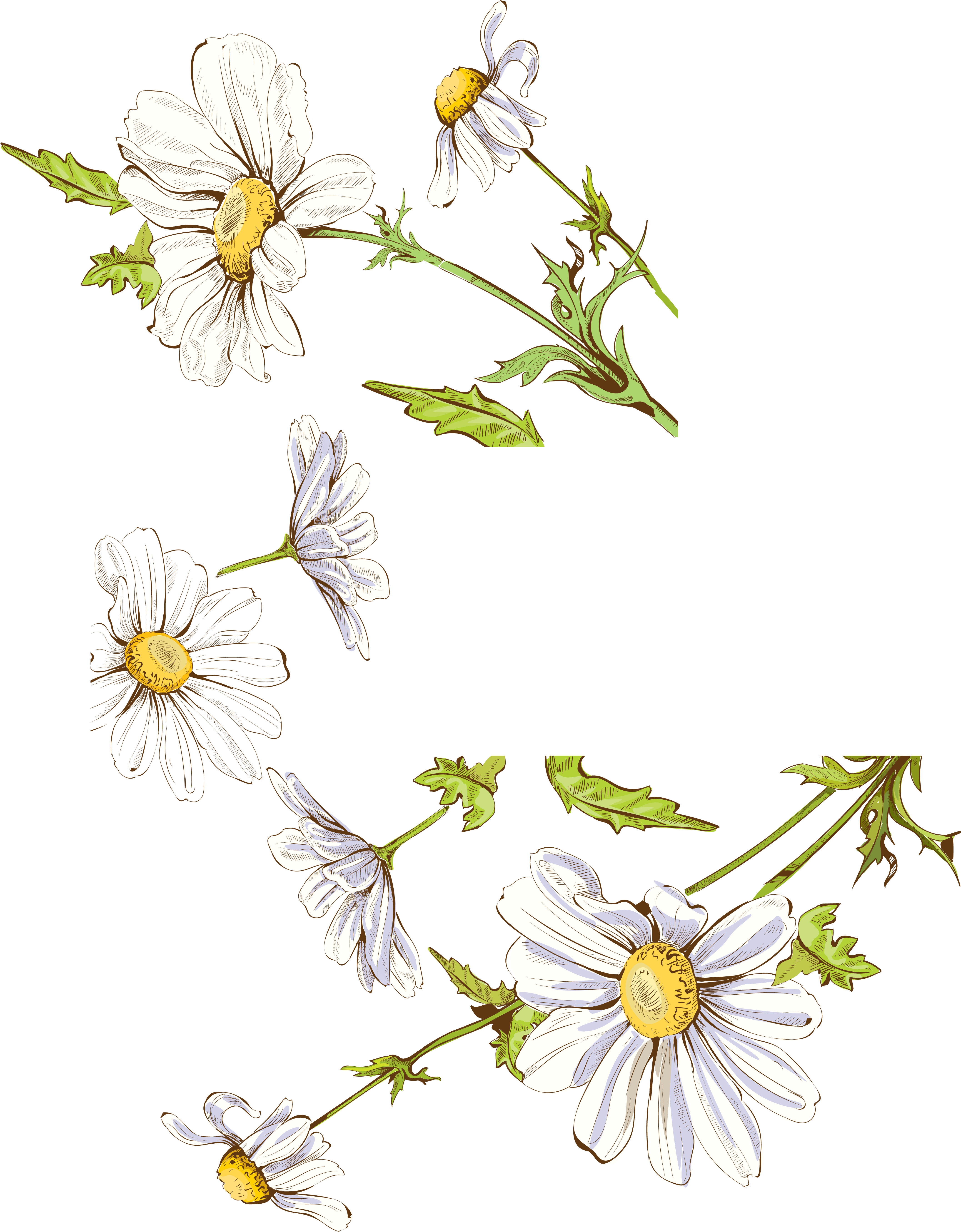 Drawing Illustration Fresh Painted Floral Decoration - Daisy Watercolor Png (4583x5940), Png Download