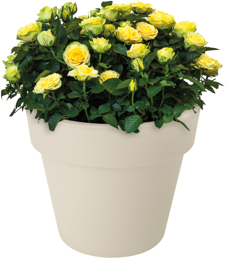 Home > Collection > Green Basics Top Planter - Buttercup (750x750), Png Download