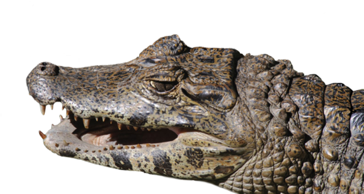 American Crocodile (750x422), Png Download