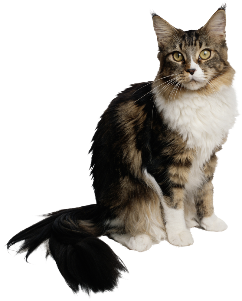Cat Png, Download Png Image With Transparent Background, - Oturan Kedi (800x992), Png Download
