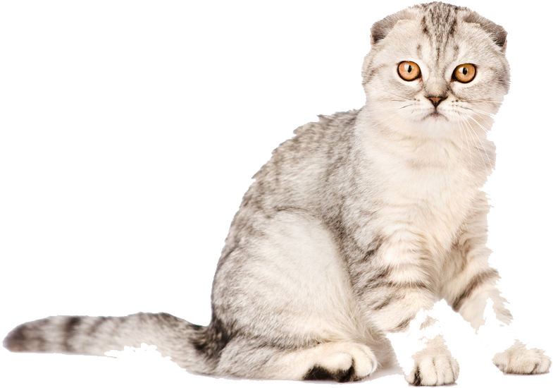 1024 X 715 6 - Scottish Fold Cat Png (1024x715), Png Download