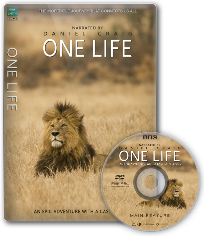 5791be50d3c50 Bbconelife - Masai Lion (669x774), Png Download