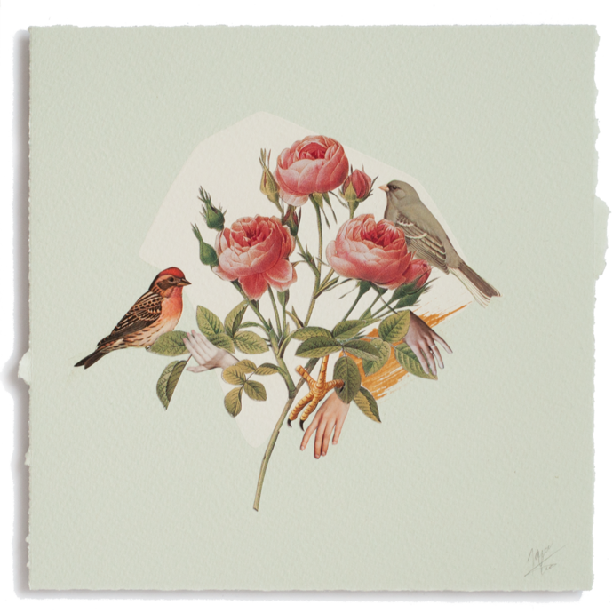 En Cas De Doute, Je Ne Sais Pas - American Rosefinches (690x690), Png Download