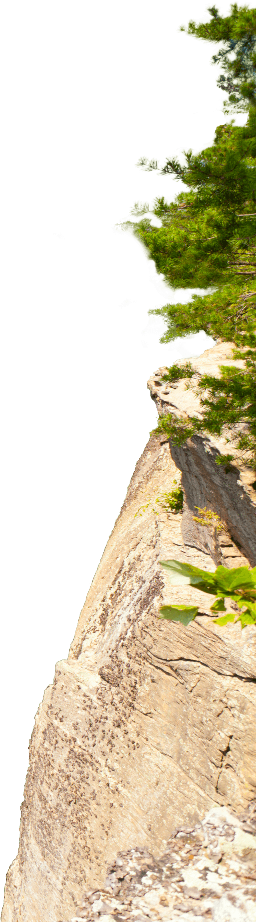 Contact Us - Tree Stump (1020x3620), Png Download