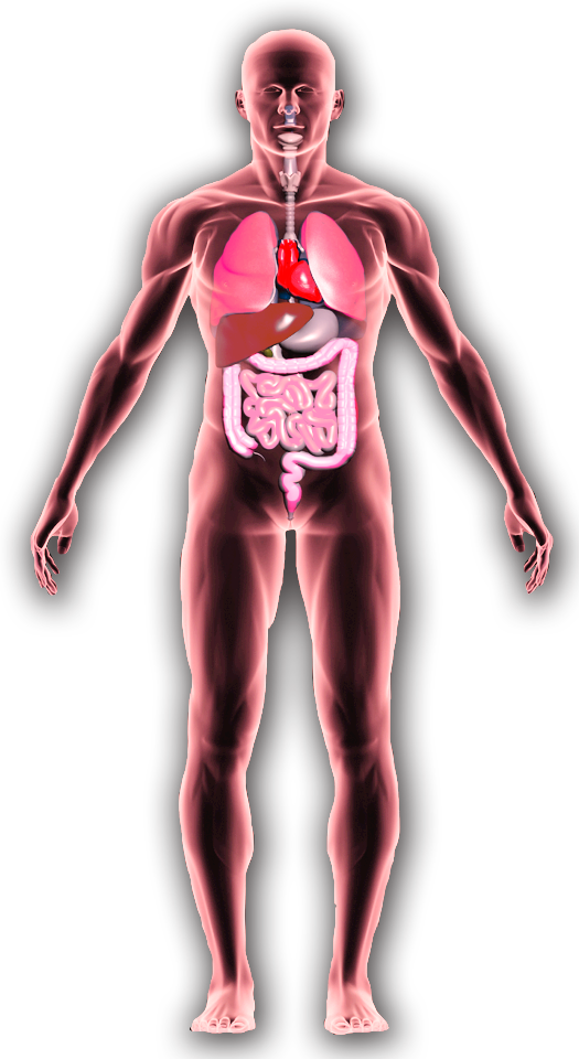 [2015] Samantha Thomas - Alcohol Effects On The Body (525x960), Png Download
