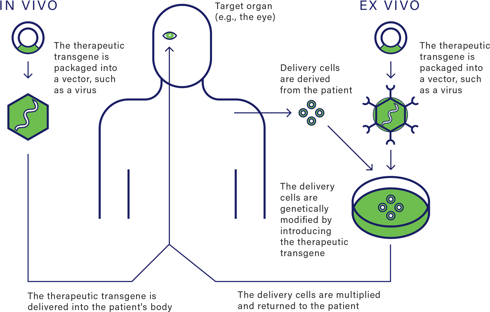 Adapted From National Institutes Of Health - Diagram (1640x1060), Png Download