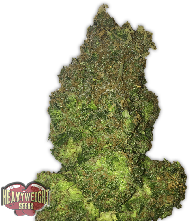 Fruit Punch Auto - Seed (768x768), Png Download