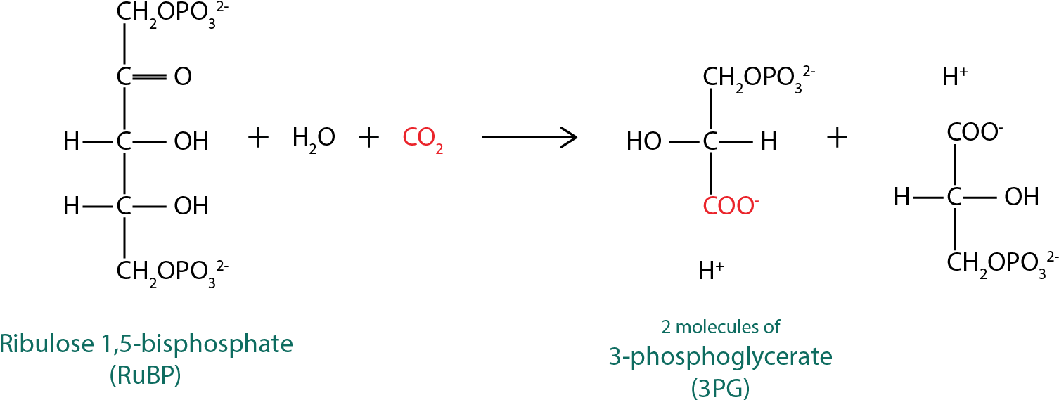 Catalyzed Reaction By The Rubisco - Diagram (1534x601), Png Download