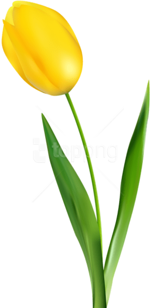 Free Png Download Yellow Tulip Transparent Png Images - Yellow Tulip Flower Png (480x980), Png Download