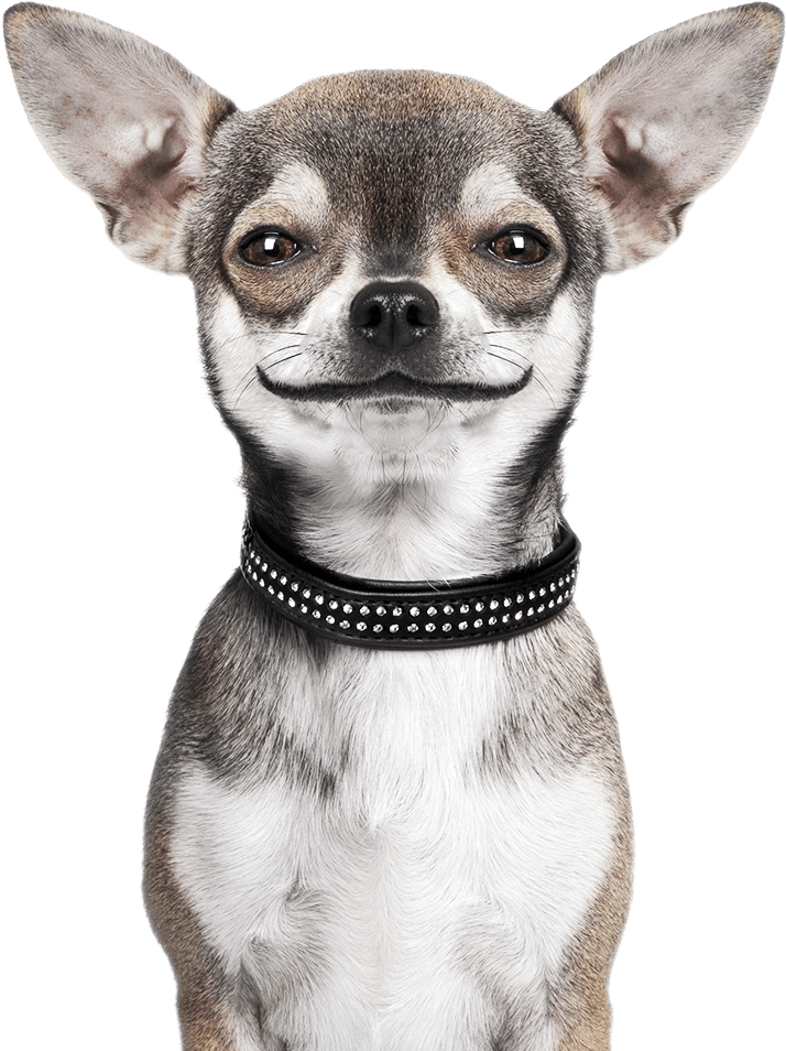 Building A Brand And An Online Shopping Experience - Chihuahua Dog Png (1080x1080), Png Download