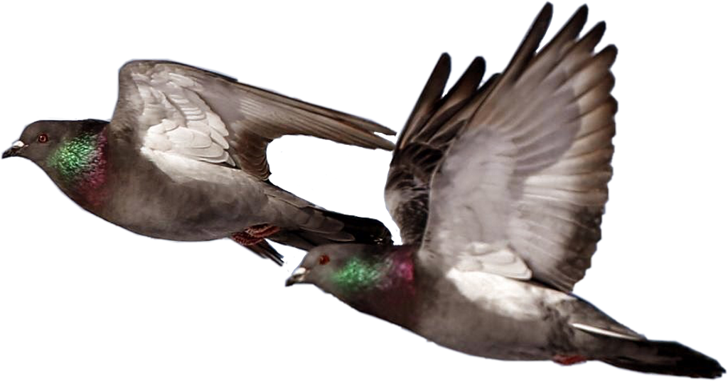 Ftestickers Sticker - Rock Dove (1024x536), Png Download