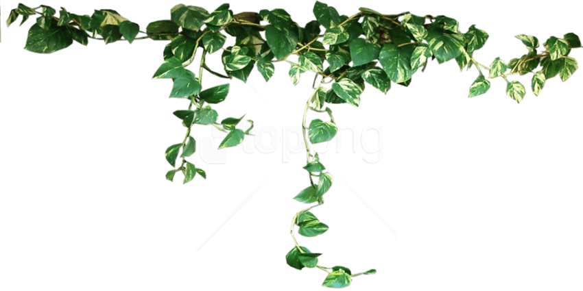 Download Plants Png Images Background - Plants Transparent (850x425), Png Download