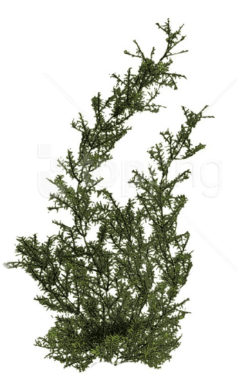 Free Png Download Plants Png Images Background Png - Png Of Plants (850x620), Png Download