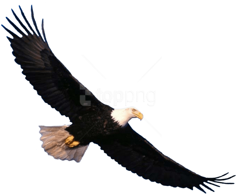 Free Png Download Eagle Png Images Background Png Images - Eagle Png (850x691), Png Download