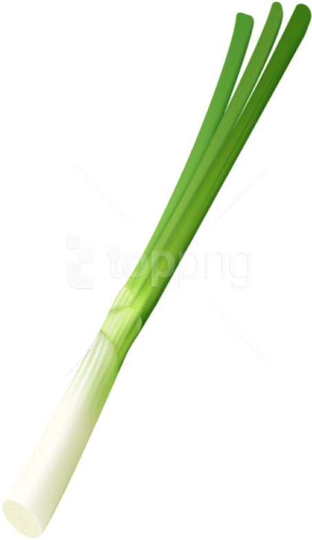Free Png Download Spring Onion Png Images Background - Pipe (480x785), Png Download