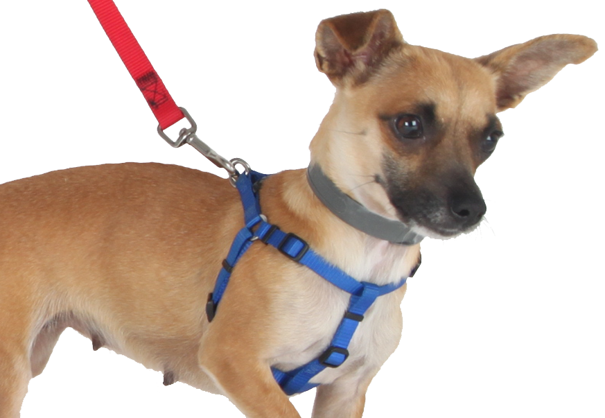 Banner Black And White Download Prong Alternatives - Back Clip Dog Harness (873x603), Png Download